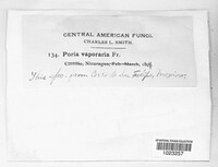 Poria vaporaria image